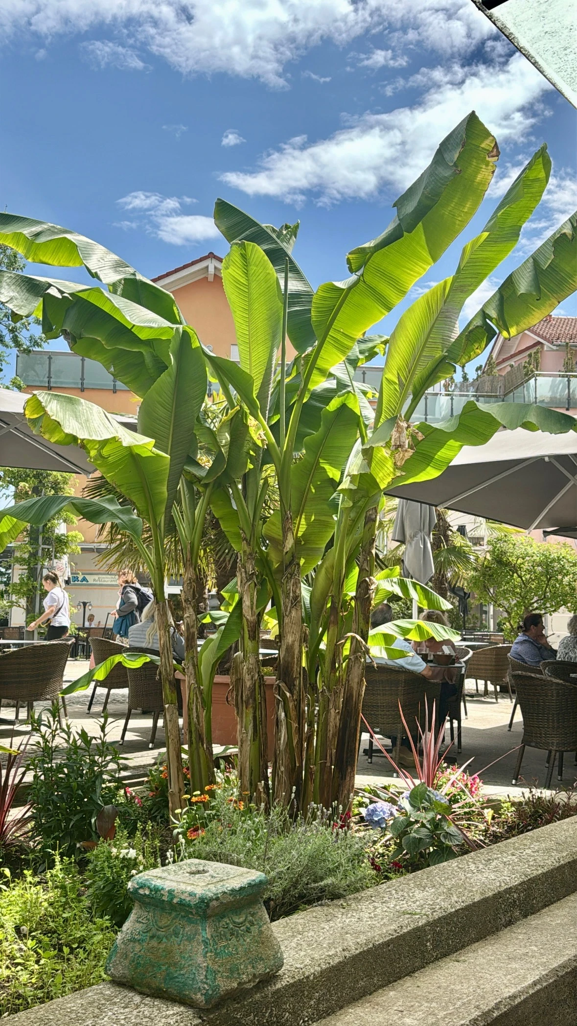 Die Palmen- und Bananenstauden auf der Terrasse des Palmencafé Reis in Gilching